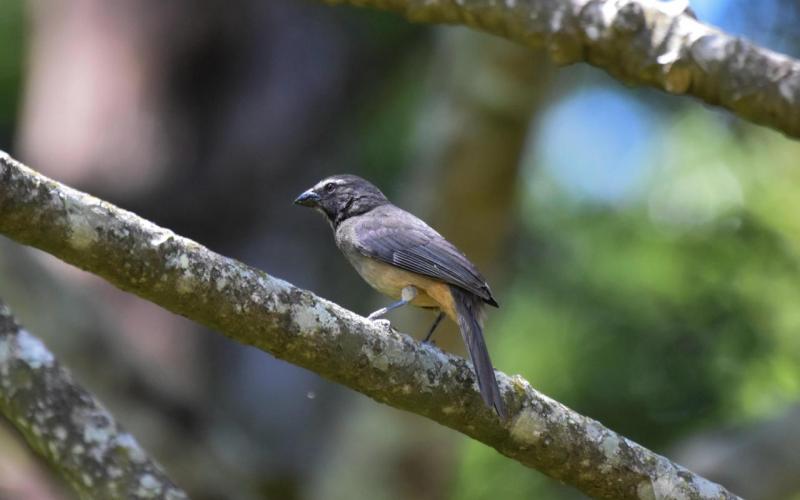 Cortesía de Ivannia Alfaro Fallas